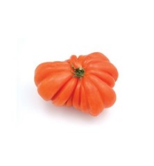 TOMATE MONTSERRAT PACK 6 PLANTONES