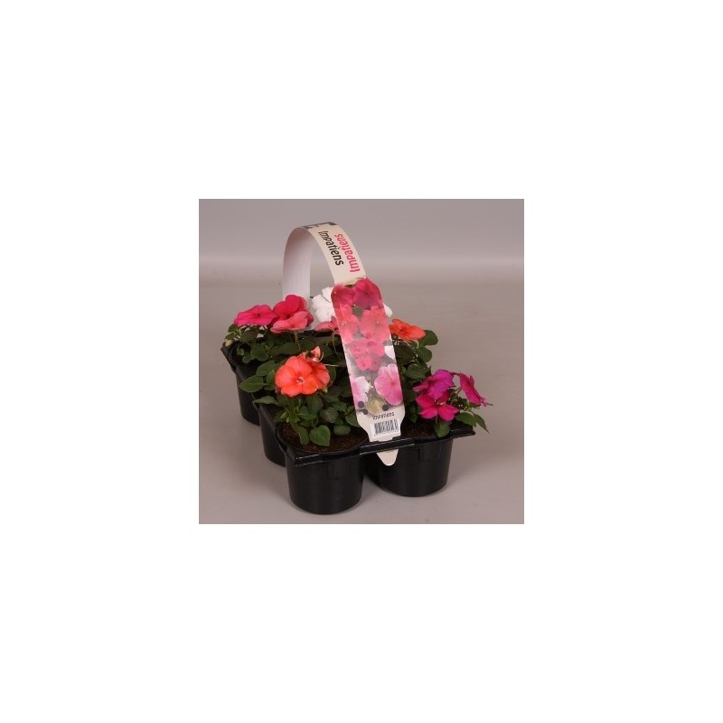 ALEGRIA PACK COLORES VARIADOS DE 6UDS