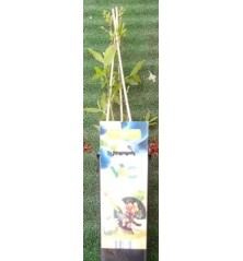 ARANDANO AZUL VACCINIUM CORYMBOSUM 2L