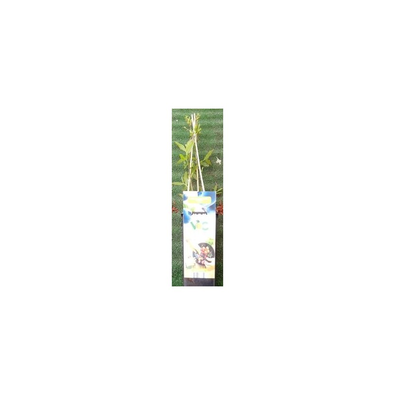 ARANDANO AZUL VACCINIUM CORYMBOSUM 2L