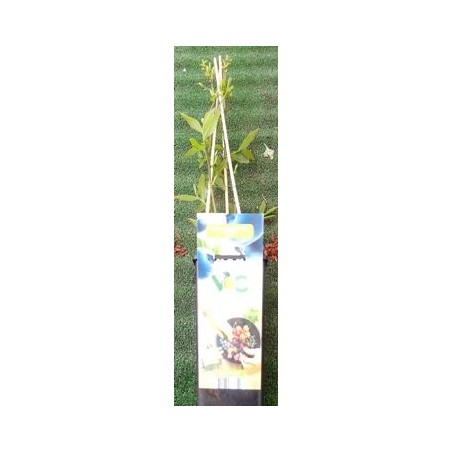 ARANDANO AZUL VACCINIUM CORYMBOSUM 2L
