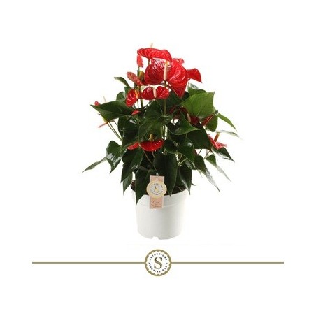 ANTHURIUM ANDR.CHAMPION RED  ALTO 40-50 Y M17CM