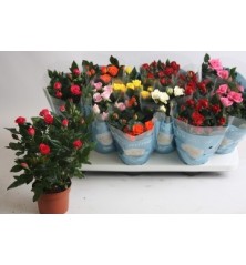 ROSAL MINI KORDANA MACETA 10,5CM MMIX