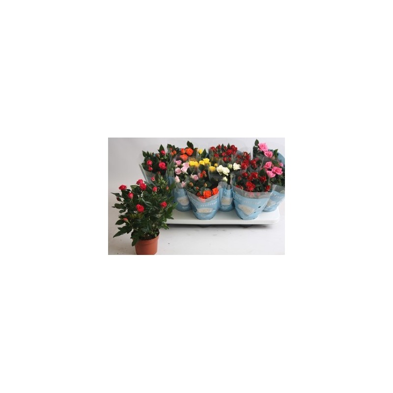ROSAL MINI KORDANA MACETA 10,5CM MMIX