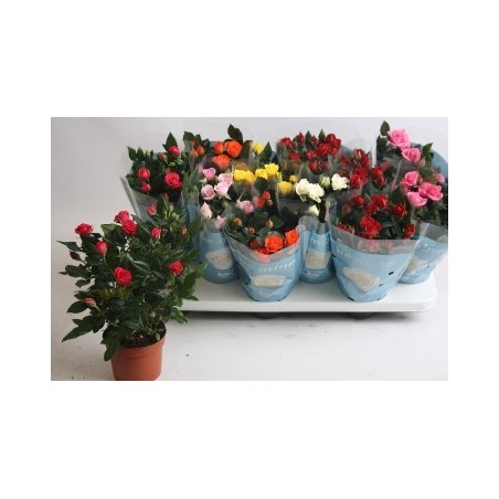 ROSAL MINI KORDANA MACETA 10,5CM MMIX