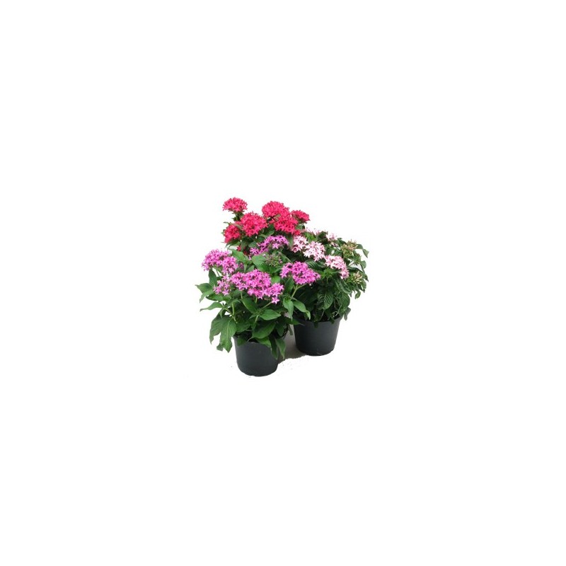 PENTAS MACETA 14CM