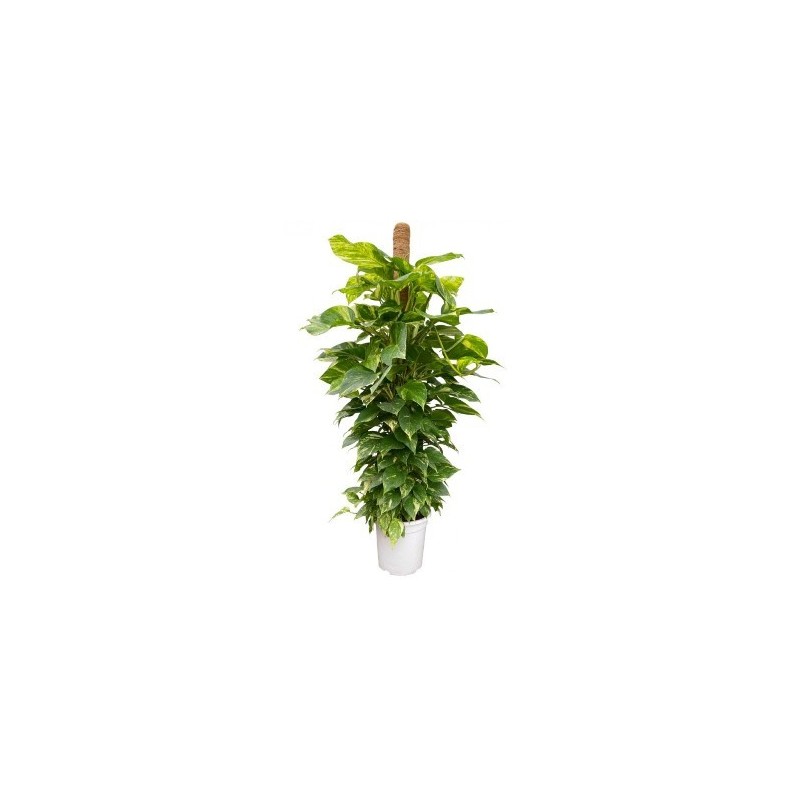 POTHO TUTOR 150CM Y MACETA 27CM