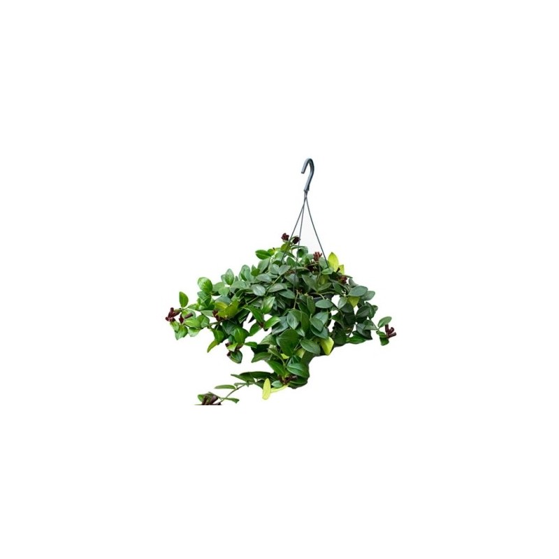 AESCHYNANTHUS MONA LISA T15