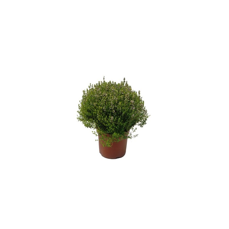 TOMILLO MACETA 18CM