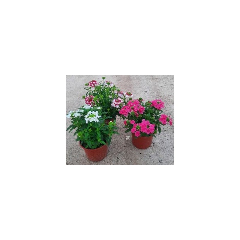 VERBENA VARIOS COLORES MACETA 12CM