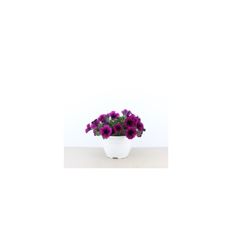 PETUNIA BOLA VARIOS COLORES MACETA 15CM