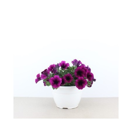 PETUNIA BOLA VARIOS COLORES MACETA 15CM
