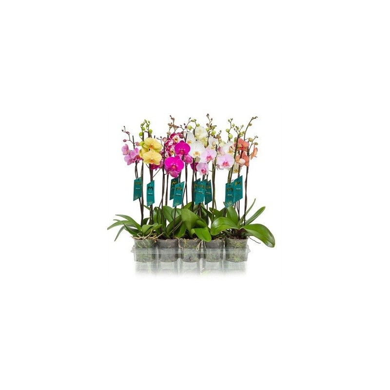 ORQUIDEA 2VARAS M12