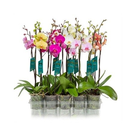 ORQUIDEA 2VARAS M12