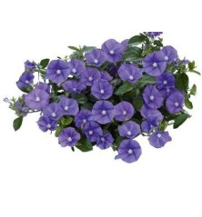 CONVOLVULUS MACETA 15CM