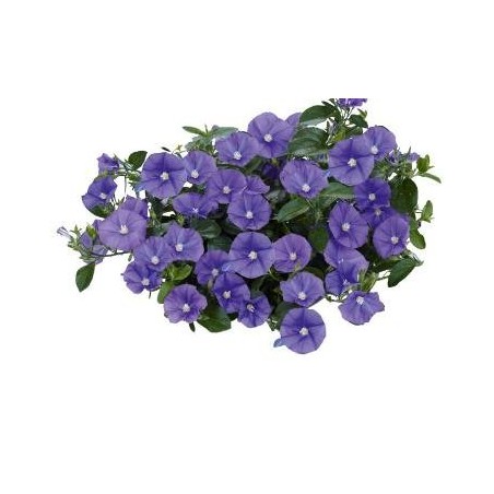 CONVOLVULUS MACETA 15CM