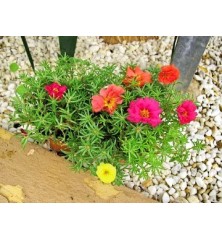 PORTULACA MACETA 11CM