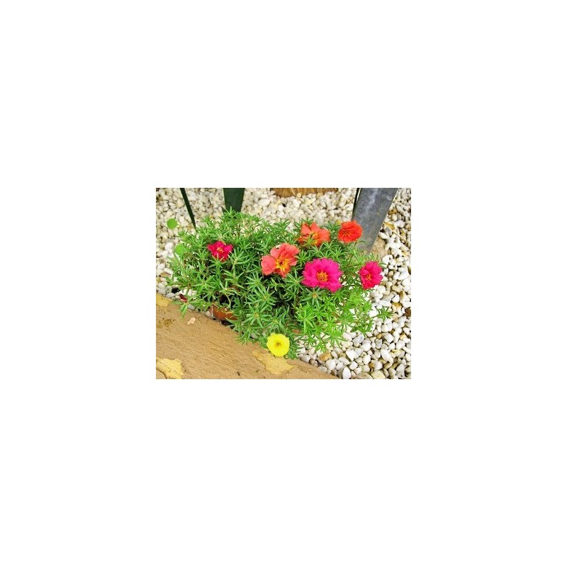 PORTULACA MACETA 11CM