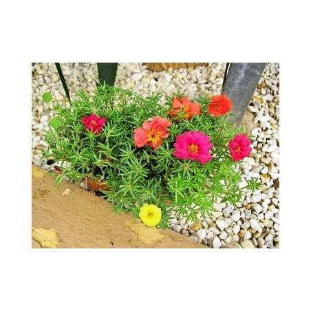PORTULACA MACETA 11CM