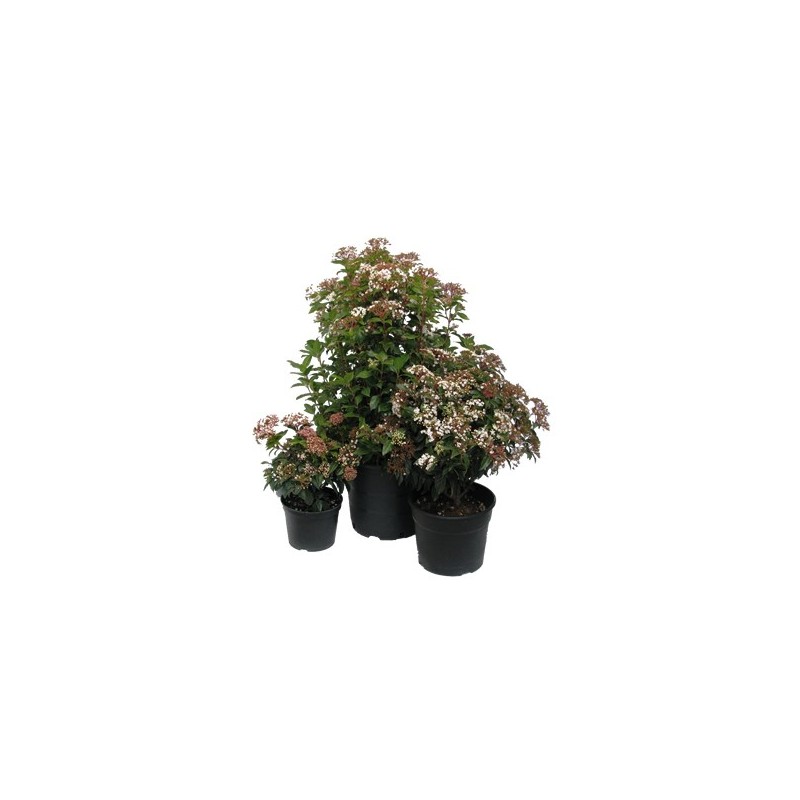 DURILLO MACETA 2,5L