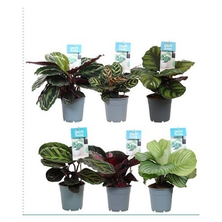 CALATHEA MIX VARIEDADES ALTO 20-30CM Y MACETA 12CM