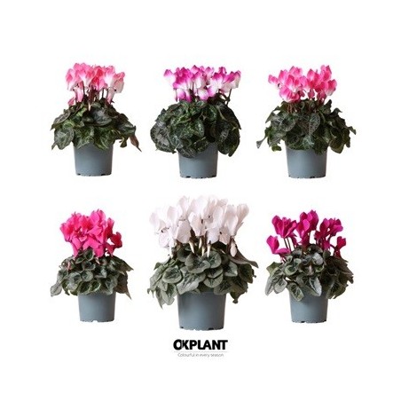 CYCLAMEN MINI MACETA 11CM