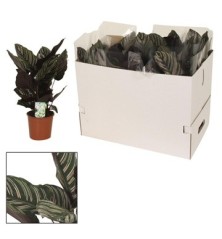 CALATHEA SAND. ORNATA  ALTO 25CM Y MACETA 14CM
