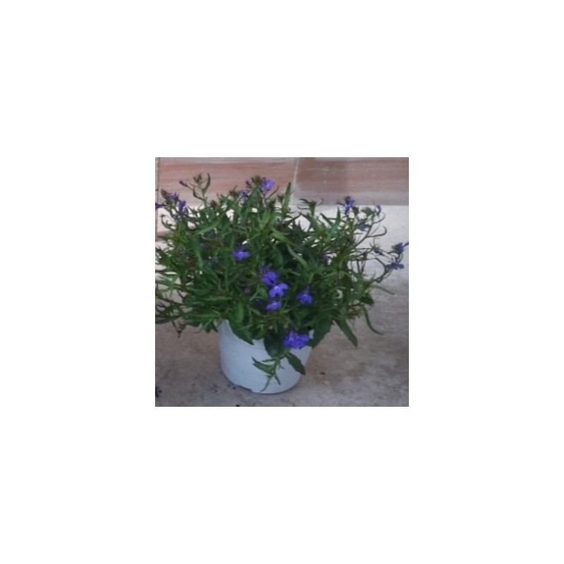 LOBELIA MACETA 15CM