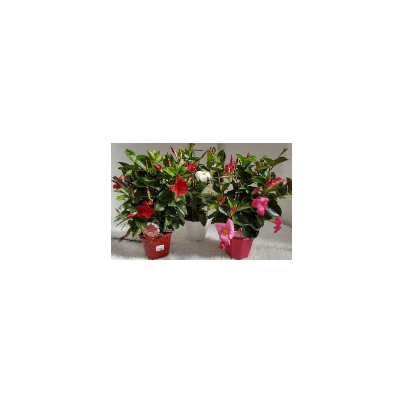 DIPLADENIA PIRAMIDE MACETA 19CM 75CM ALTO