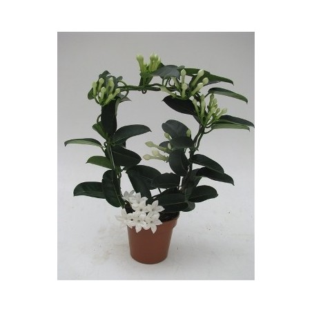 STEPHANOTIS ARCO MACETA 12CM