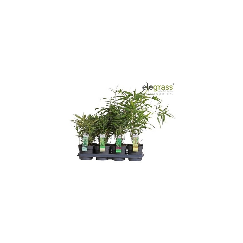 BAMBUS MIX MACETA 14CM