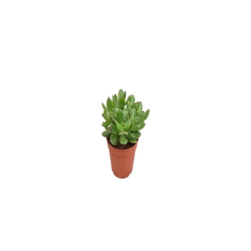 CRASULA OVATA O ARBOL DE JADE MACETA 12CM