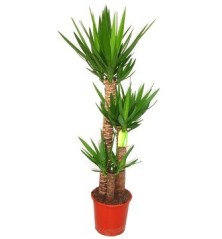 YUCCA  ALTURA TRONCOS 90/60/30CM MACETA 30CM