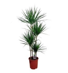 DRACENA MARGINATA ALTO TRONCOS 90/60/30/15CM M20