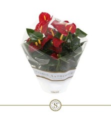 ANTHURIUM ANDR.CHAMPION RED  ALTO 25/30 Y M17CM