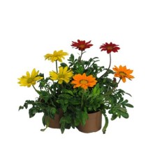 GAZANIA MACETA 11CM