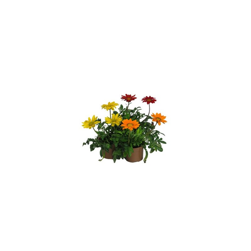 GAZANIA MACETA 11CM