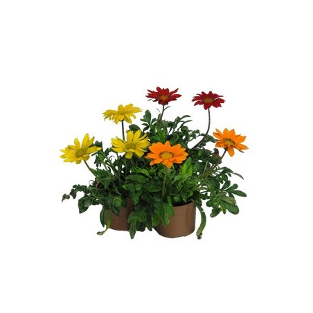 GAZANIA MACETA 11CM