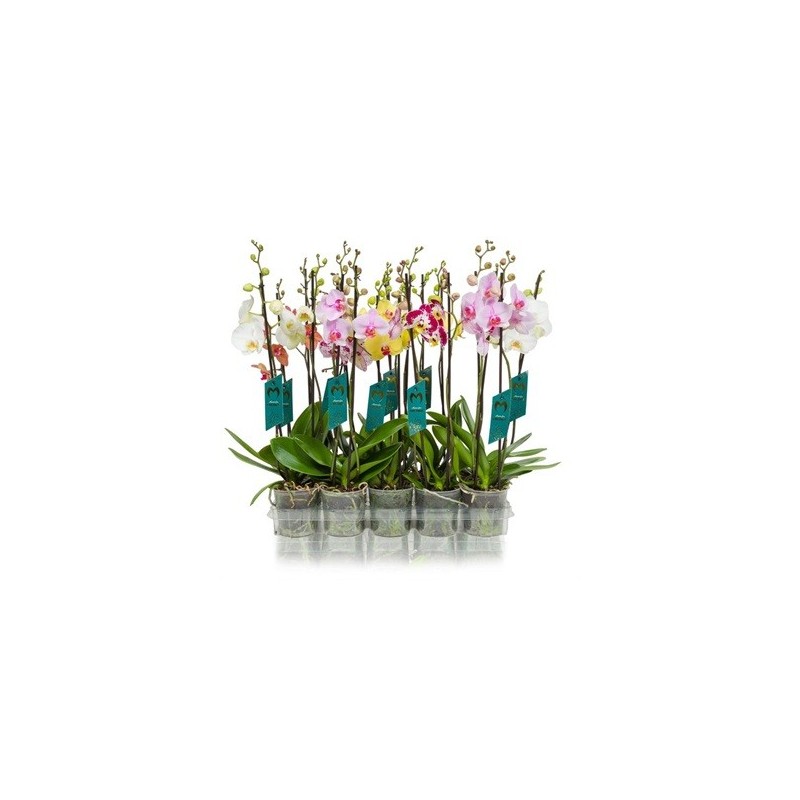 ORQUIDEA 2VARAS MEZCLA M12