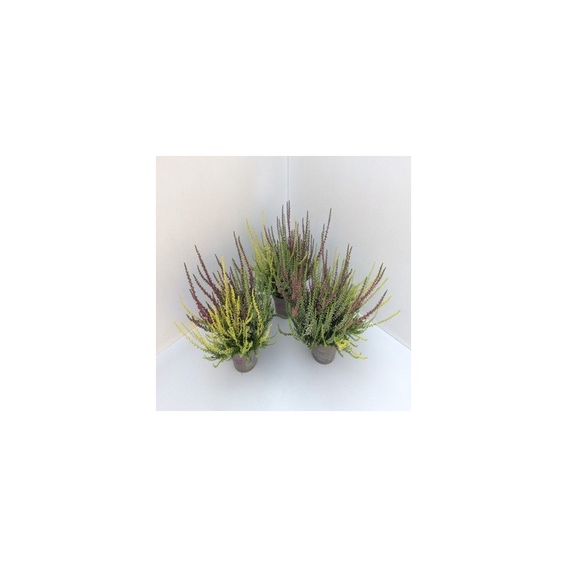 CALLUNA V.GARDEN GIRLS TRIO ALTO 20CMYMACETA 16CM