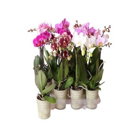 ORQUIDEA 1VARA KOLIBRI MACETA 9CM