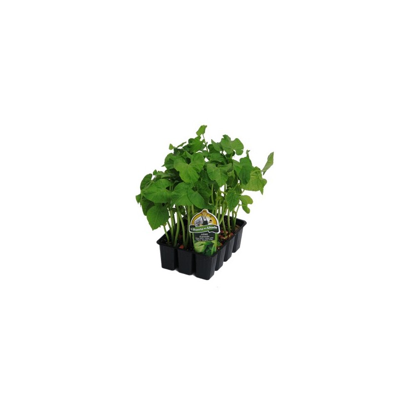 JUDIA MATA BAJA PRODUCTO NATURAL BANDEJA 6 PLANTON