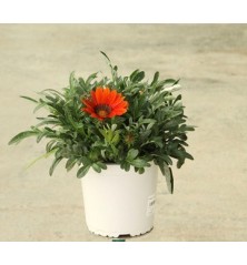 GAZANIA XL MACETA 17CM