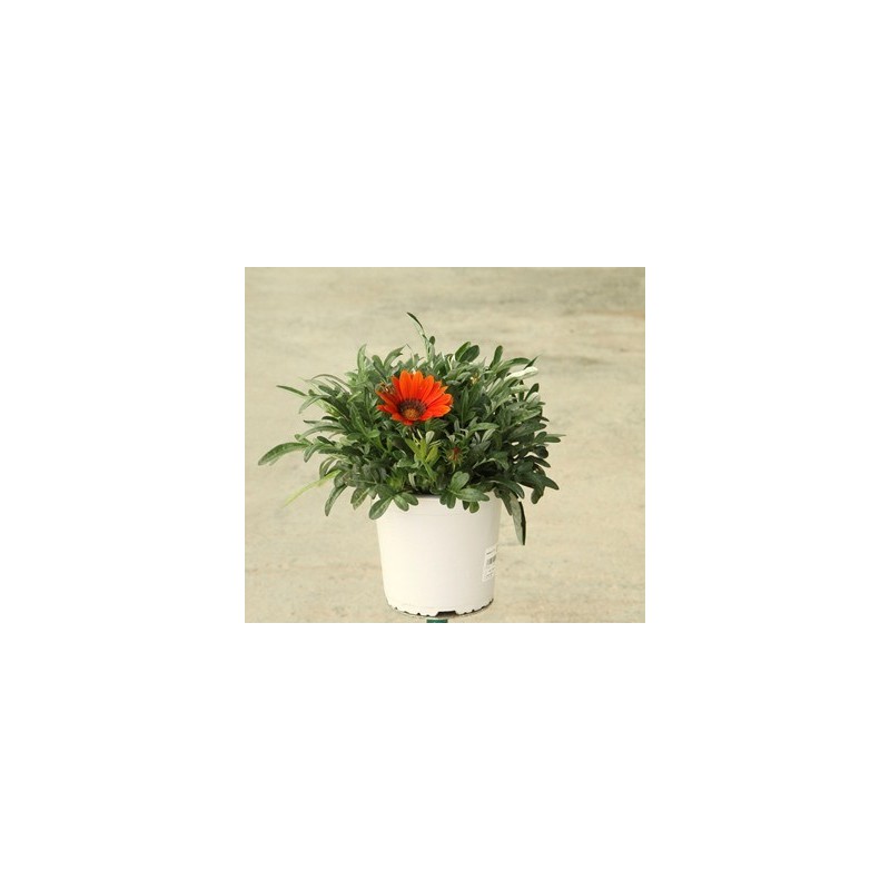 GAZANIA XL MACETA 17CM