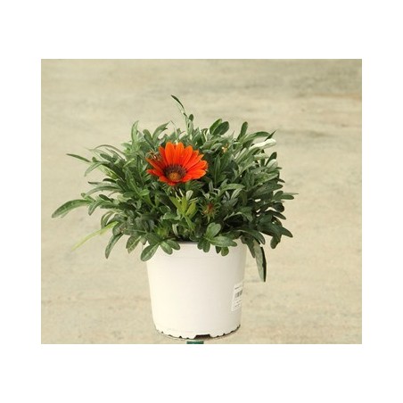 GAZANIA XL MACETA 17CM