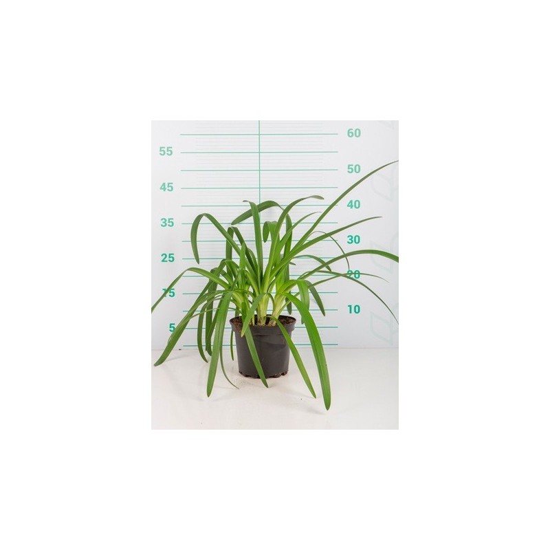 AGAPANTHUS AFRICANUS ALTO 20/30CM Y MACETA 2L