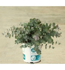 EUCALIPTO SILVER DOLLAR MACETA 17CM