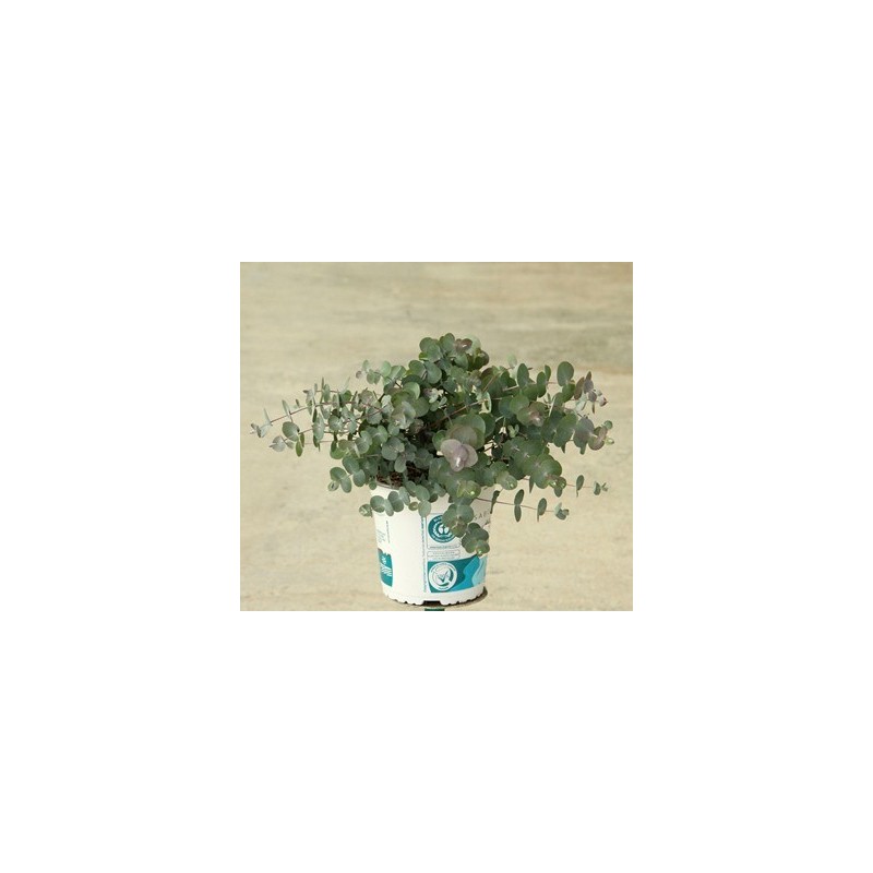 EUCALIPTO SILVER DOLLAR MACETA 17CM