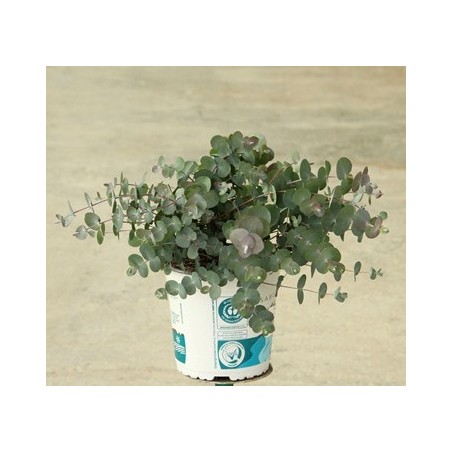 EUCALIPTO SILVER DOLLAR MACETA 17CM
