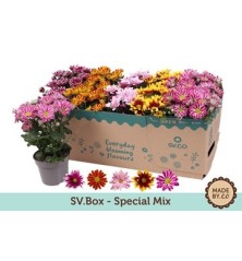 CRISANTEMO MIX ALTO 25CM Y MACETA 12CM